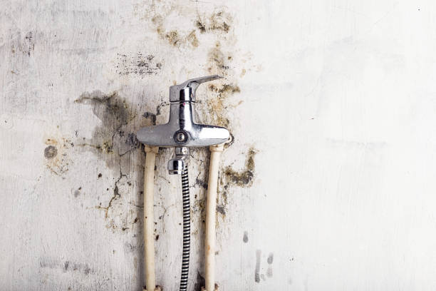 Best Local Mold Removal Service  in South Dennis, NJ