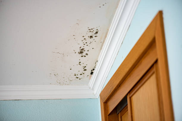 Best Attic Mold Removal  in South Dennis, NJ