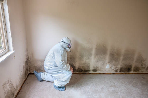 Best Commercial Mold Removal  in South Dennis, NJ