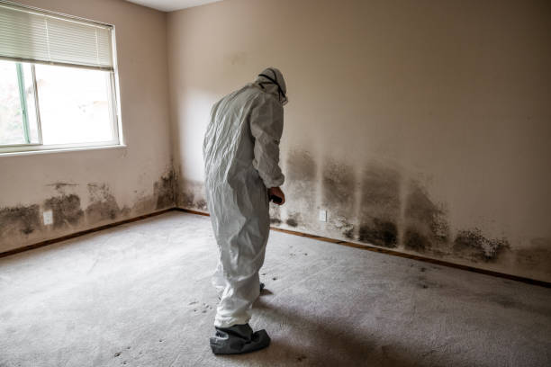 Best Residential Mold Removal  in South Dennis, NJ