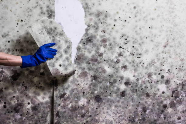 Best Local Mold Removal Service  in South Dennis, NJ