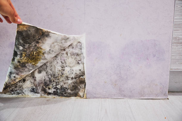 Best Office Mold Removal Services  in South Dennis, NJ